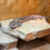 Tiliqua scincoides intermedia baby+ terrario