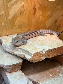 Tiliqua scincoides intermedia baby+ terrario