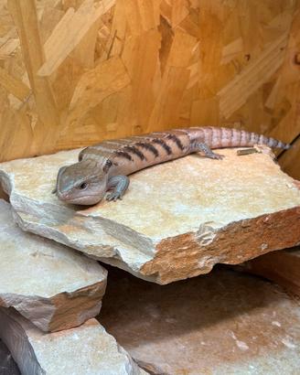 Tiliqua scincoides intermedia baby+ terrario