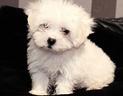 maltese