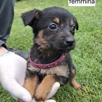 CUCCIOLI 2 MESI taglia media IN CANILE