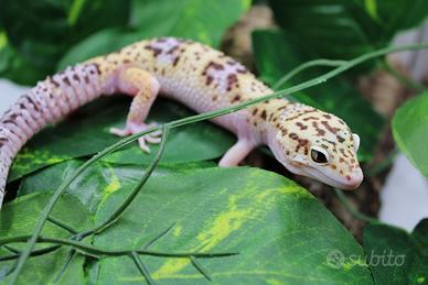 Geco leopardino