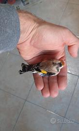 Cardellina piccola agata