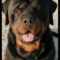 Rottweiler