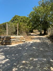 Uliveto Santa Maria di Castellabate