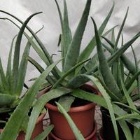 Piante di aloe Vera