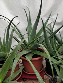 Piante di aloe Vera