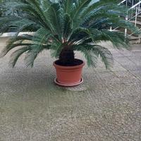 PIanta cycas 