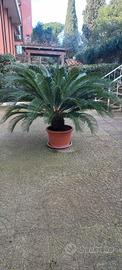 PIanta cycas 