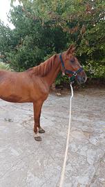 Mezza cavallina