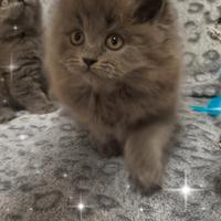 Gattina scottish straight ( British) longhair