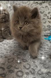 Gattina scottish straight ( British) longhair