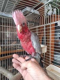 Cacatua rosa