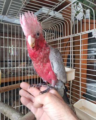 Cacatua rosa