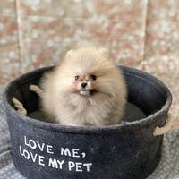 Cuccioli spitz nano Pomerania