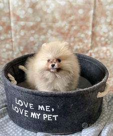 Cuccioli spitz nano Pomerania