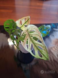 Pianta adansonii variegata