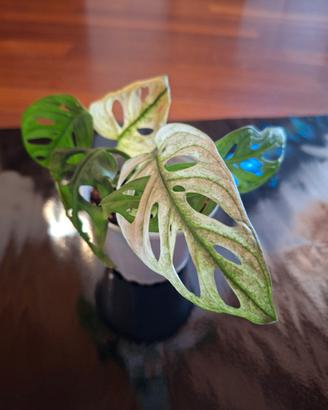 Pianta adansonii variegata