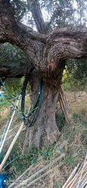 piante di olive secolari