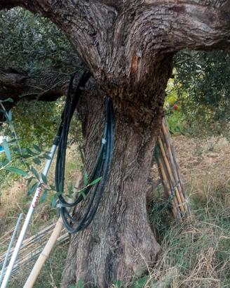 piante di olive secolari