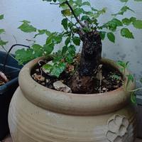 Bonsai Olmo 
