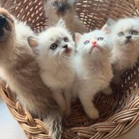 Cuccioli ragdoll