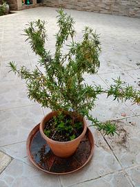 Pianta di rosmarino