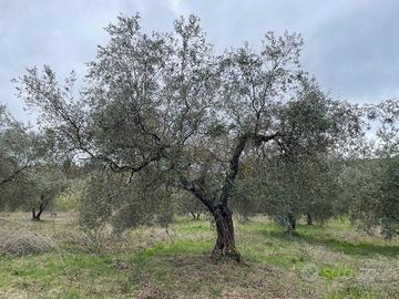 Terreno di 1 ha