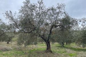 Terreno di 1 ha