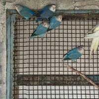 Inseparabili baby tx