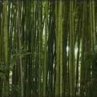 Canne bamboo alto fusto 6 cm di diametro