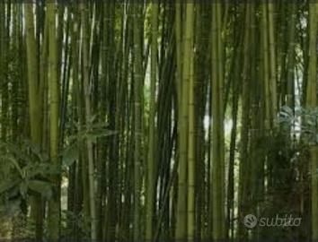 Canne bamboo alto fusto 6 cm di diametro