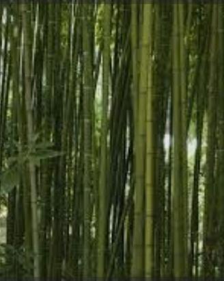 Canne bamboo alto fusto 6 cm di diametro