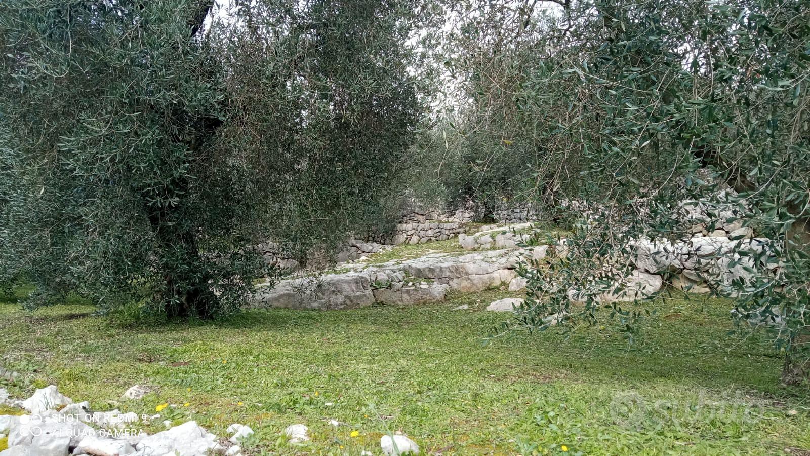 terreno uliveto - Vista 4