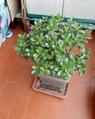pianta appartamento 