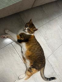 Adozione per gatta calico