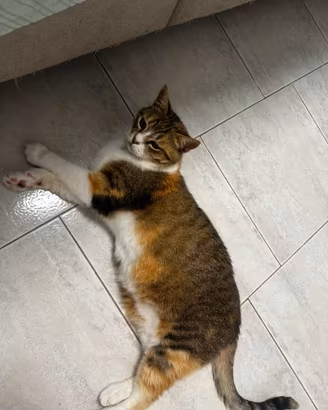 Adozione per gatta calico