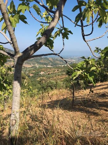 Terreno Ogliastro Cilento