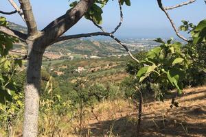 Terreno Ogliastro Cilento