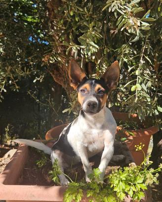 Cucciola Jack russel femmina 11 mesi