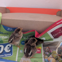 Pulcini Mericanel della Brianza