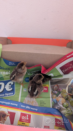 Pulcini Mericanel della Brianza