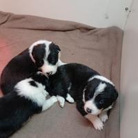 Border Collie cuccioli