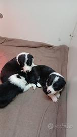 Border Collie cuccioli