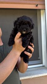 Maltipoo toy cucciolo