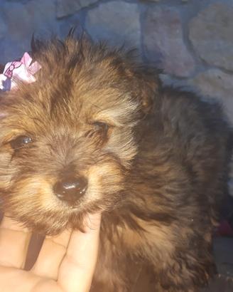 Cuccioli di maltese mix pinscher