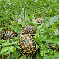 Tartarughe di terra Hermannii con microchip