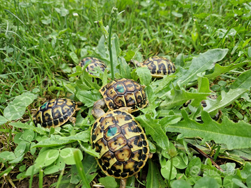 Tartarughe di terra Hermannii con microchip