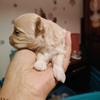Maltipoo prima generazione prenotabili