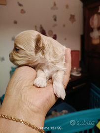 Maltipoo prima generazione prenotabili